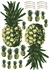 Picture of Pineapples for bag, keychains and garments - DTF A3 - for DIY